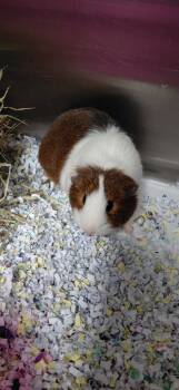 Rescue Guinea Pig Guinea Pigs for Adoption in Cincinnati, Ohio - Choco | PetCurious